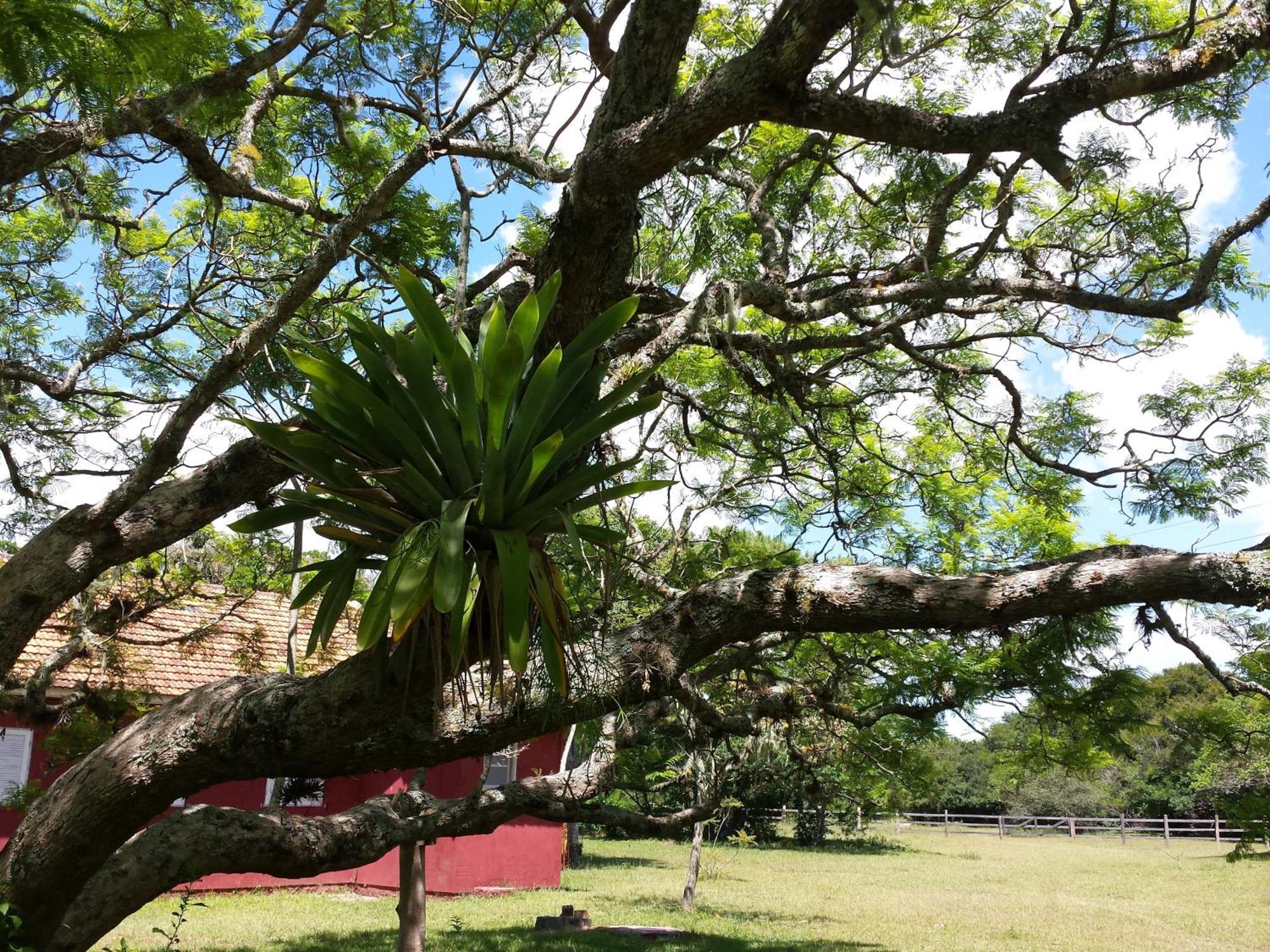 Aldeia Santuario Das Aves Tavares Phòng bức ảnh